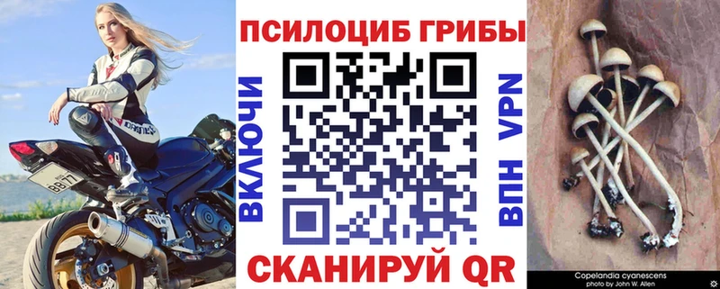 купить наркотик  Юхнов  Галлюциногенные грибы Psilocybe 